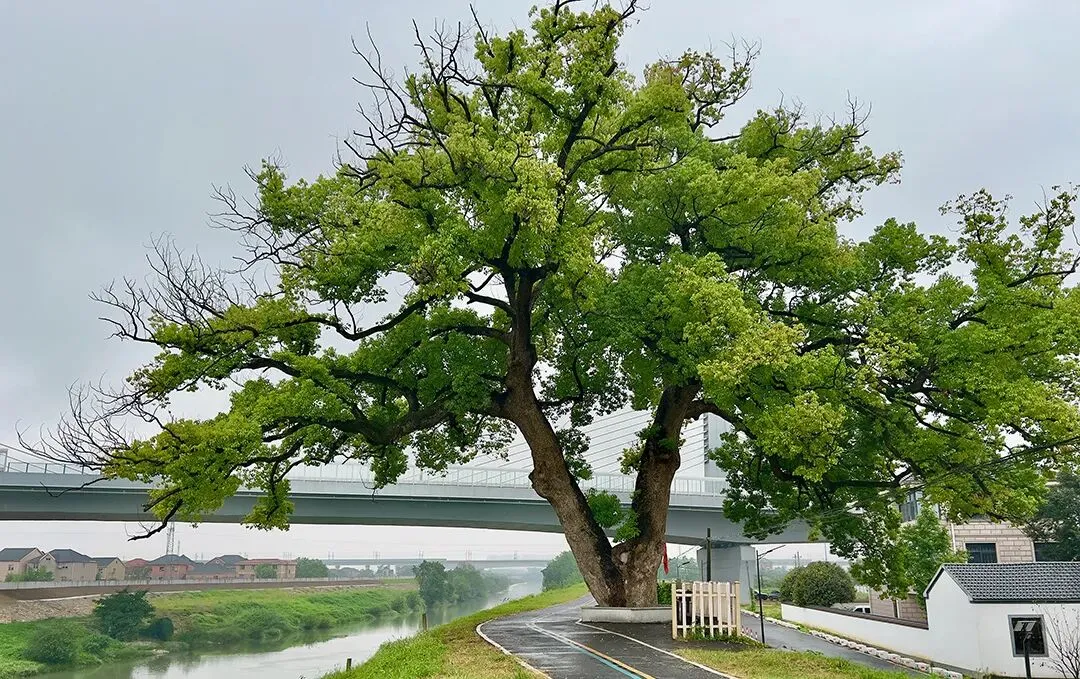 一篇吃透英语名词!全网最全考点梳理+真题实战(建议收藏) 第6张