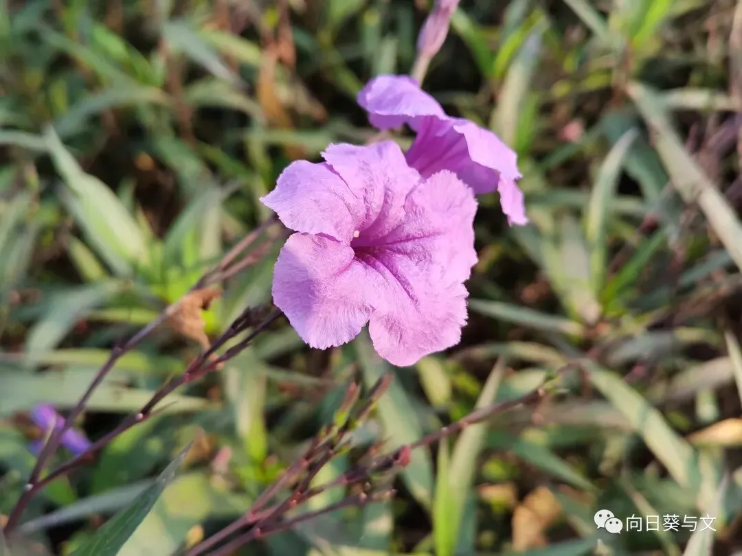 2024八年级下册3月月考(第6周)试卷 第9张