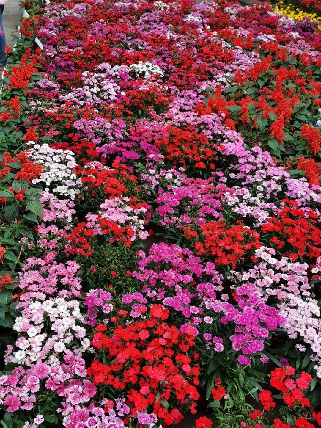 2024七年级下册3月月考(第6周)试卷 第1张