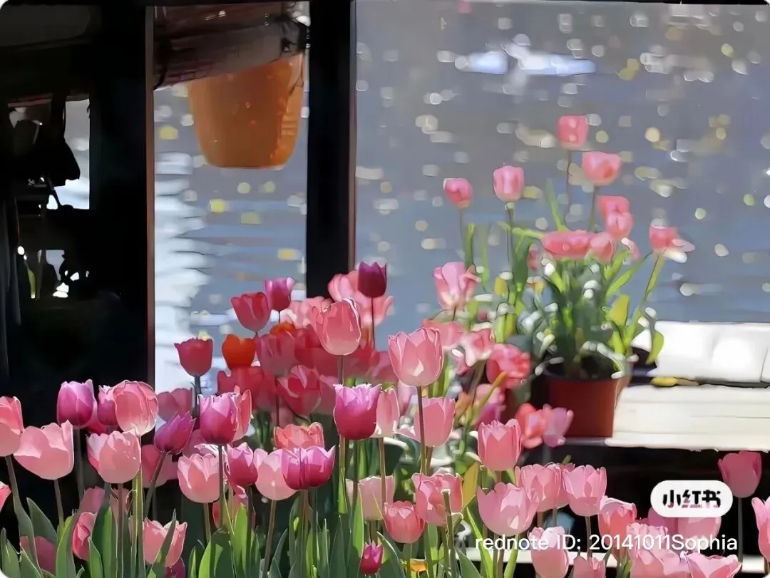 2026年3月雅思听力真题机经词汇 第1张 2026年3月雅思听力真题机经词汇 第1张