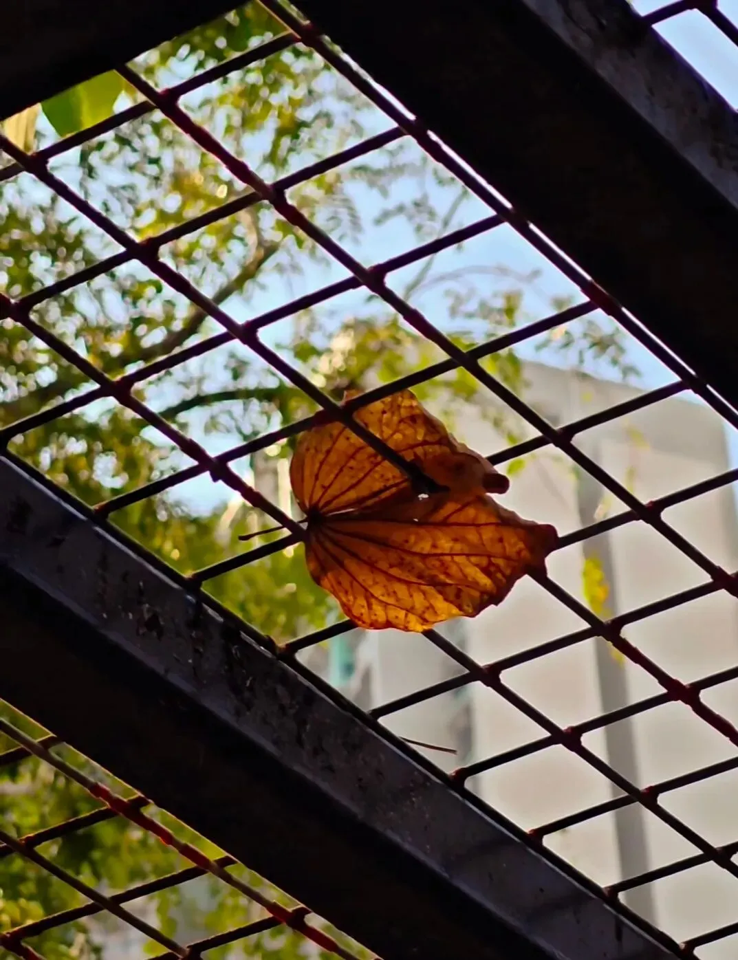 2026年DSE英文口试真题完整版一览,明年命题趋势预测! 第5张