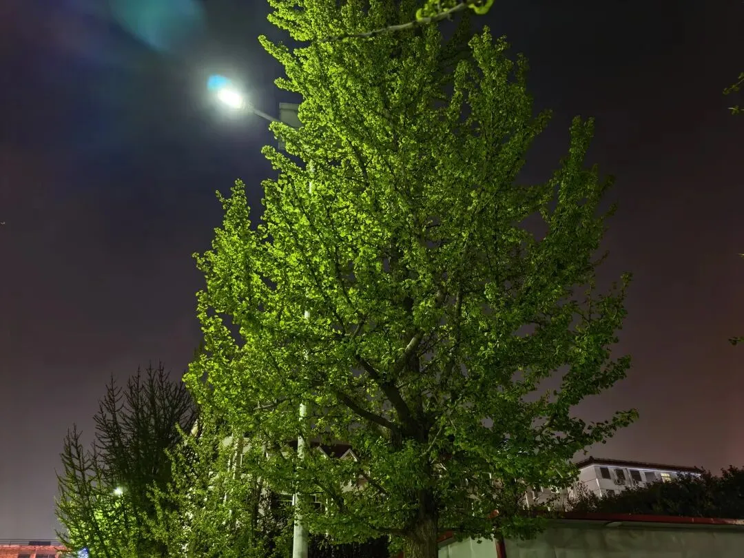 26.3.31中考文言文复习的思考 第1张