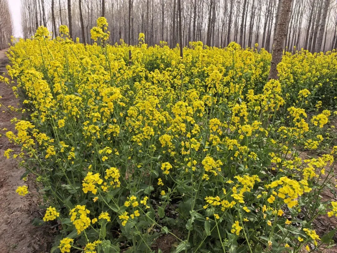 26.3.31中考文言文复习的思考 第2张