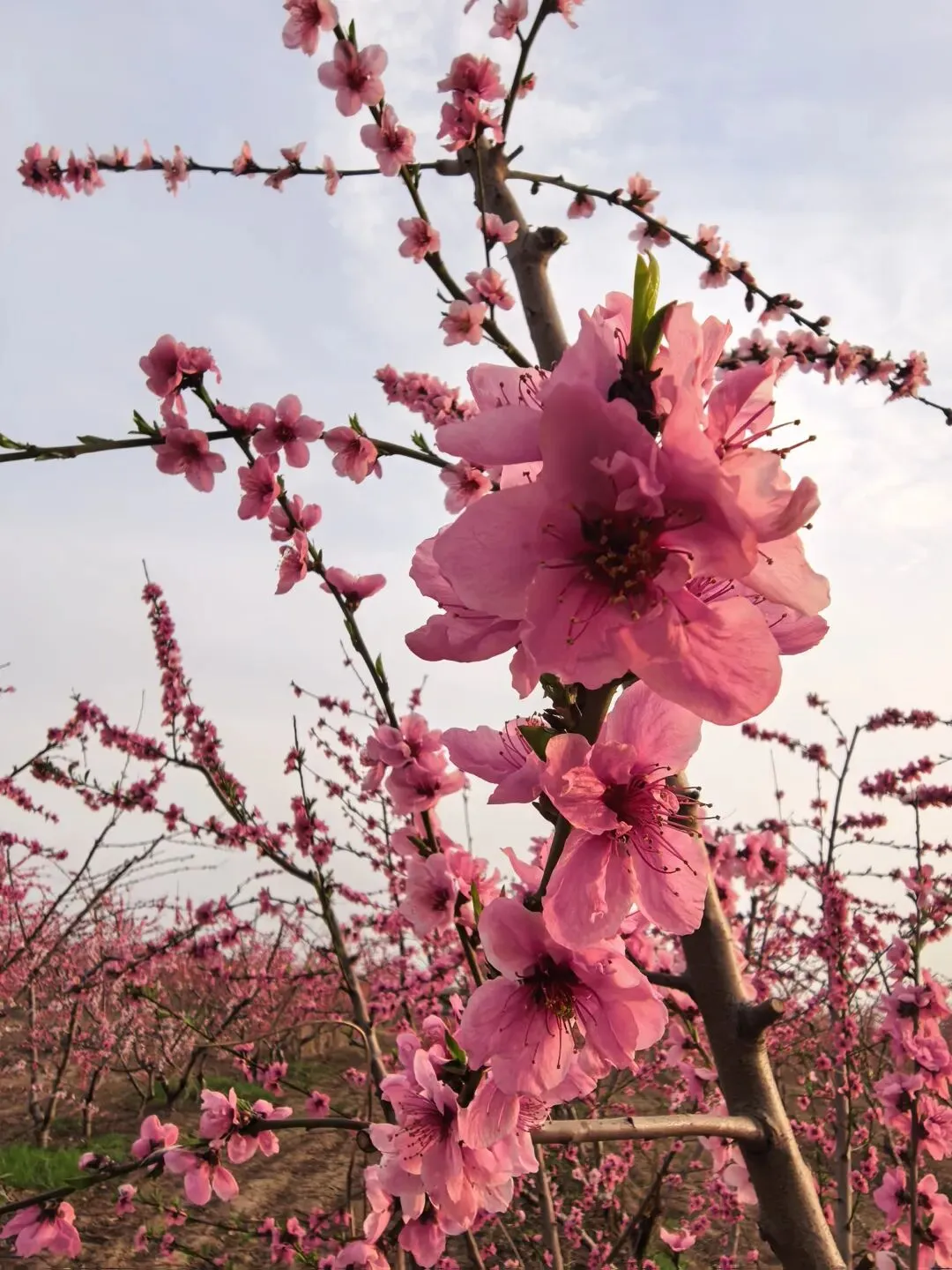 26.3.31中考文言文复习的思考 第5张