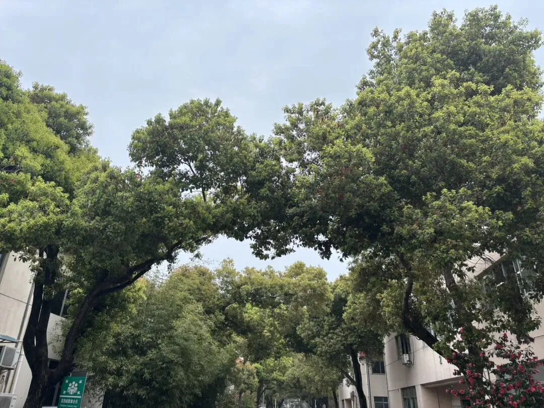 女儿中考倒计时79天—美好的事物就在身边 第1张 女儿中考倒计时79天—美好的事物就在身边 第1张