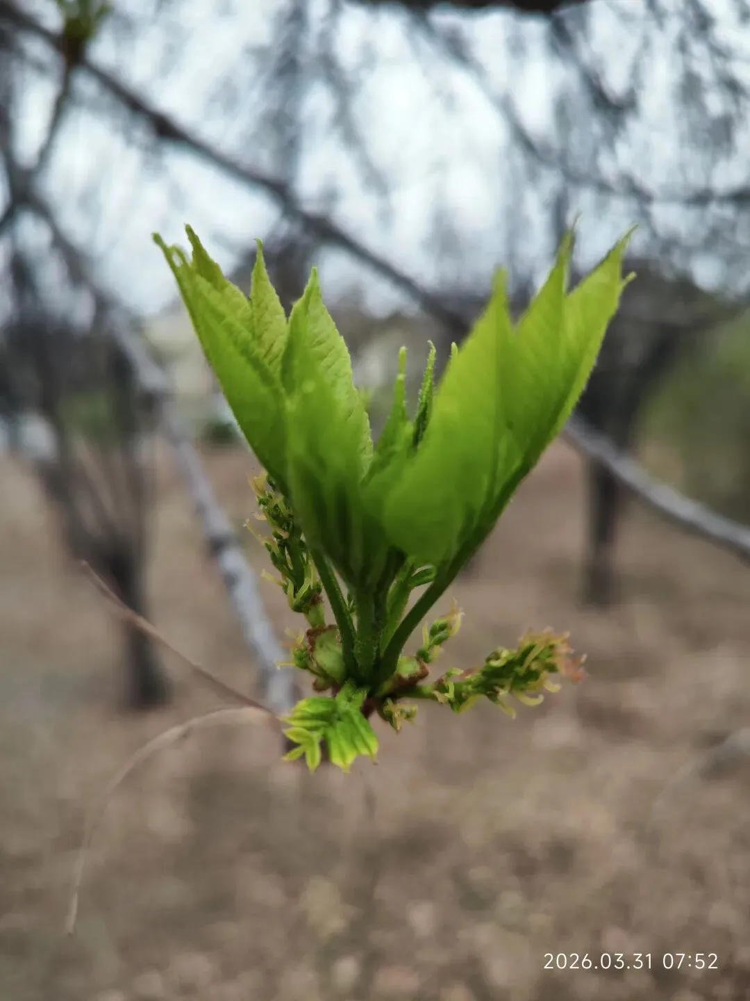 中考倒计时第81天 第1张