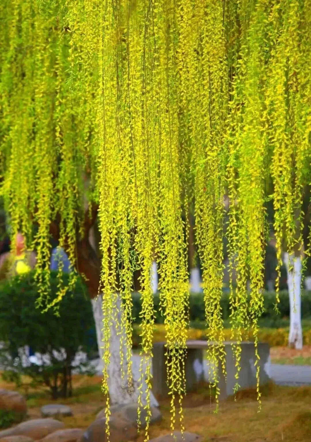 2026江西中考作文风向题四:《与自己的和解》写作指导 第3张