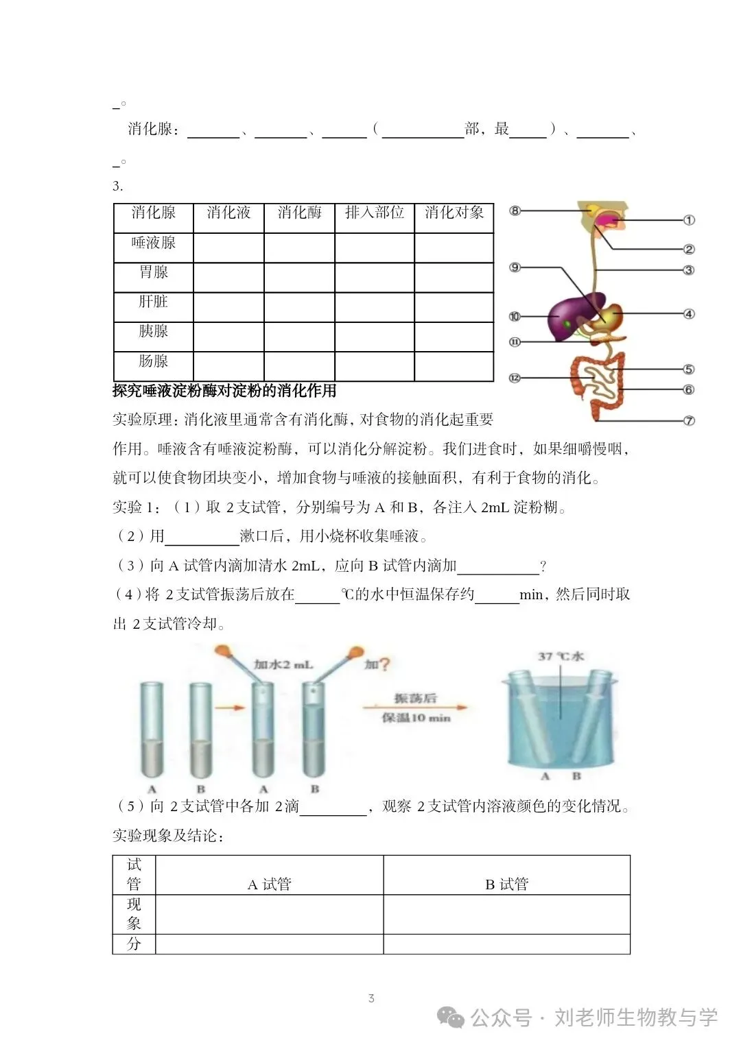 最新初中生物中考知识清单7个主题 答案划线版+挖空版 共20个word文档 主题五 人体生理与健康(1)消化系统 第9张 最新初中生物中考知识清单7个主题 答案划线版+挖空版 共20个word文档 主题五 人体生理与健康(1)消化系统 第9张