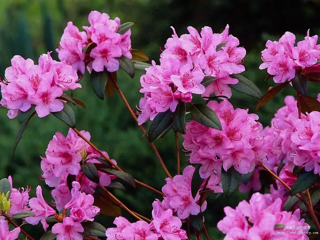 《站立》(2019年四川乐山中考满分作文) 第1张