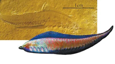 2026年地理中考热点(32)—— 世界自然遗产可持续发展合作交流会 第4张