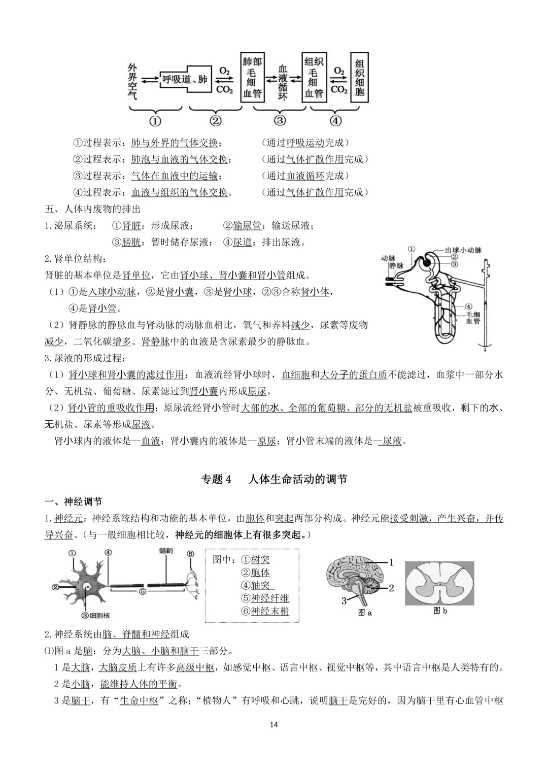 2026生物小中考复习提纲 第14张