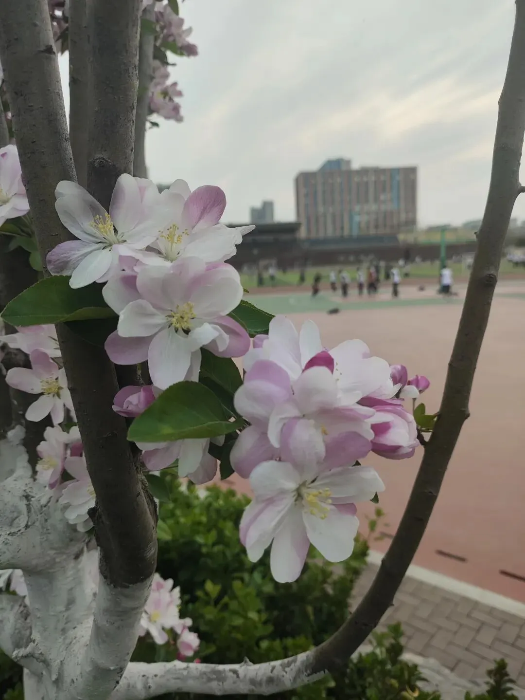 [随笔]操场上“试卷” 第2张