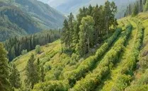 植被专题2025年高考真题 第12张