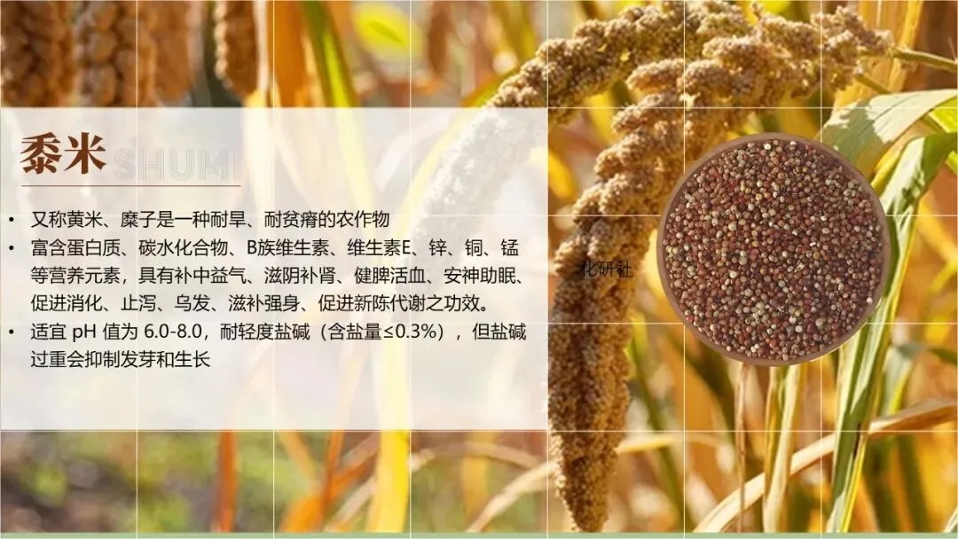 【中考化学复习课件】话说粽子——酸碱盐专题复习 第5张