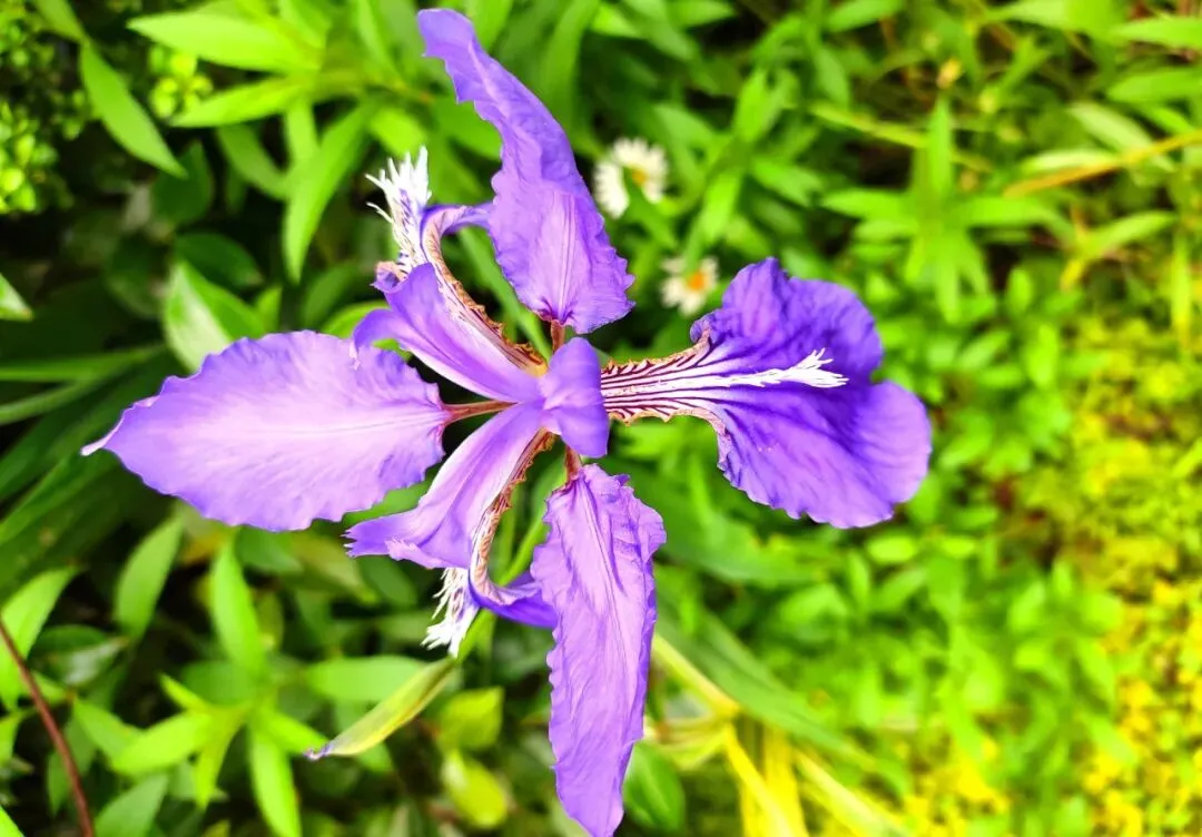 中考作文高分突破|《给感动截图》 第3张