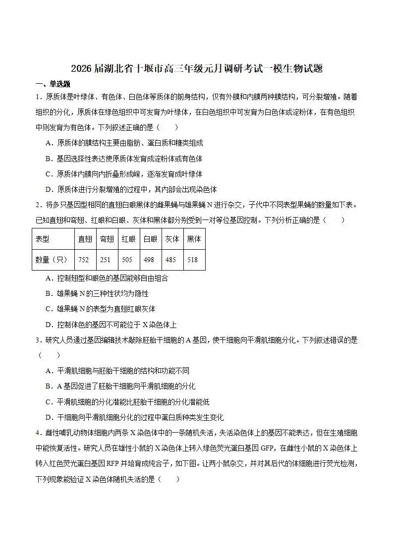 《高中试卷》湖北省十堰市2026届高三上学期元月调研考试(一模)生物(含答案) 第2张