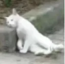 3月九年级共进联盟等级分数线已出炉!附试卷+答案 第10张