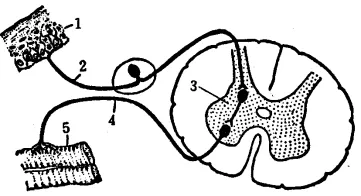2020年广州中考生物真题(含答案) 第10张