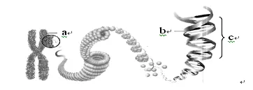 2020年广州中考生物真题(含答案) 第14张