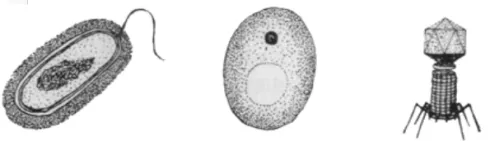 2020年广州中考生物真题(含答案) 第30张