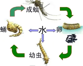 2020年广州中考生物真题(含答案) 第37张