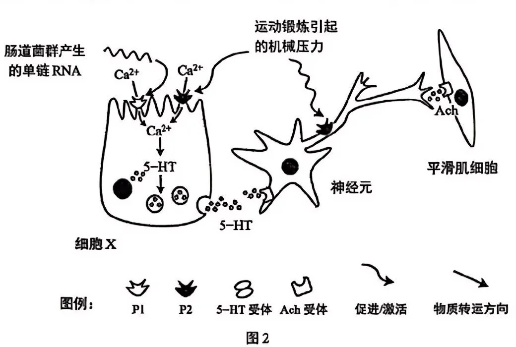 【高考真题】2025年上海市普通高中学业水平等级性考试生物学试卷 第6张