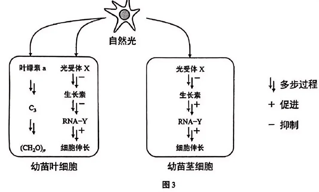 【高考真题】2025年上海市普通高中学业水平等级性考试生物学试卷 第7张