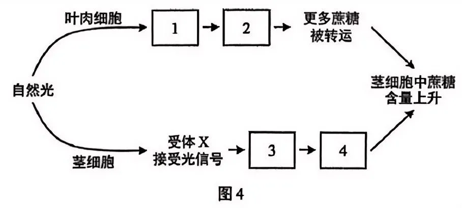 【高考真题】2025年上海市普通高中学业水平等级性考试生物学试卷 第8张