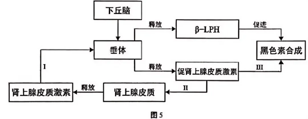 【高考真题】2025年上海市普通高中学业水平等级性考试生物学试卷 第10张