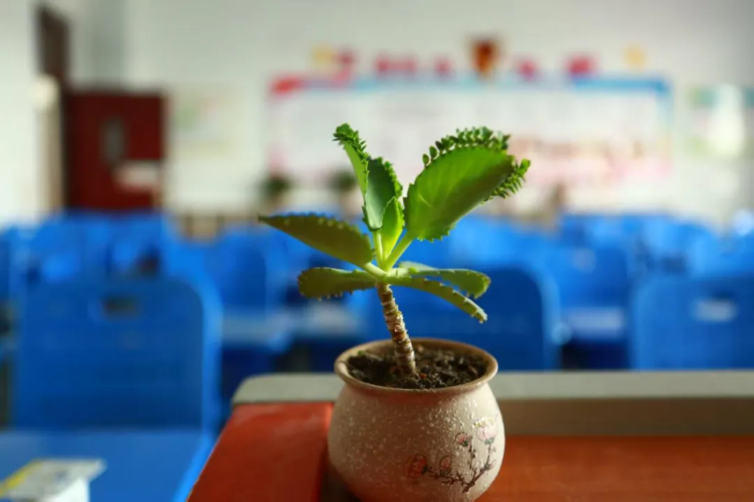 【2025中考系列报道四】星阙题名 培风图南 第86张