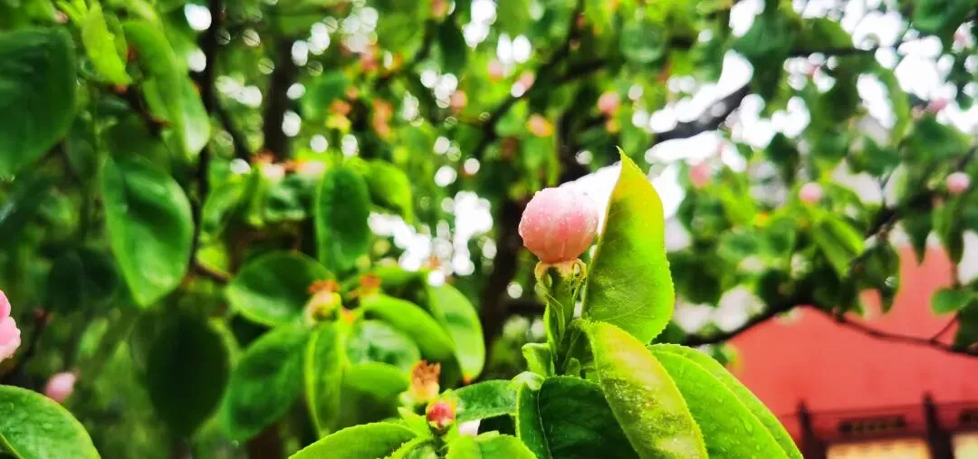 上海2026中考一模写作 | 画笔磨出来的耐心 第1张