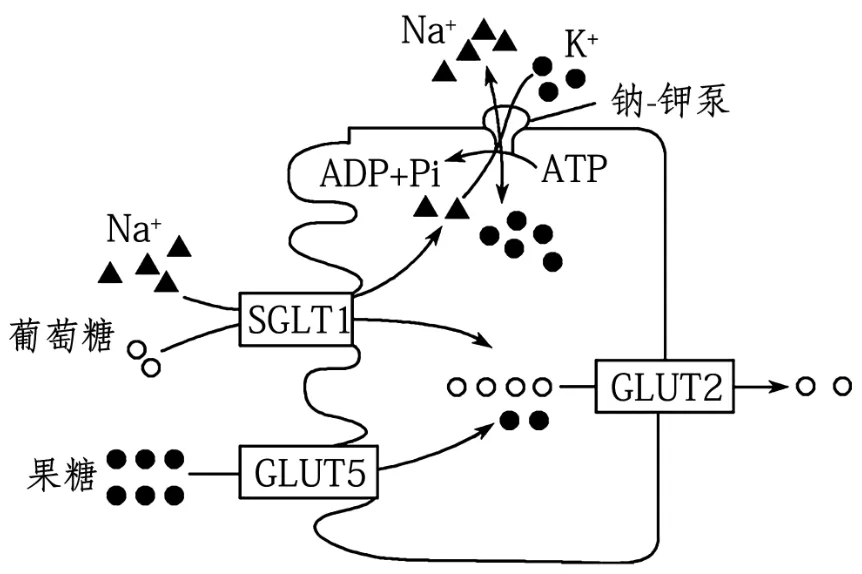 2026届广东省东莞市高三一模拟考试生物学试题(3月)(详解电子版) 第2张
