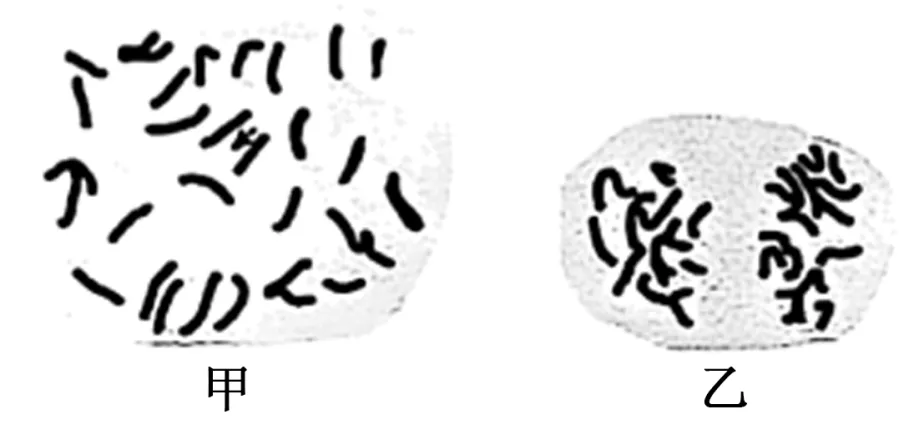 2026届广东省东莞市高三一模拟考试生物学试题(3月)(详解电子版) 第4张