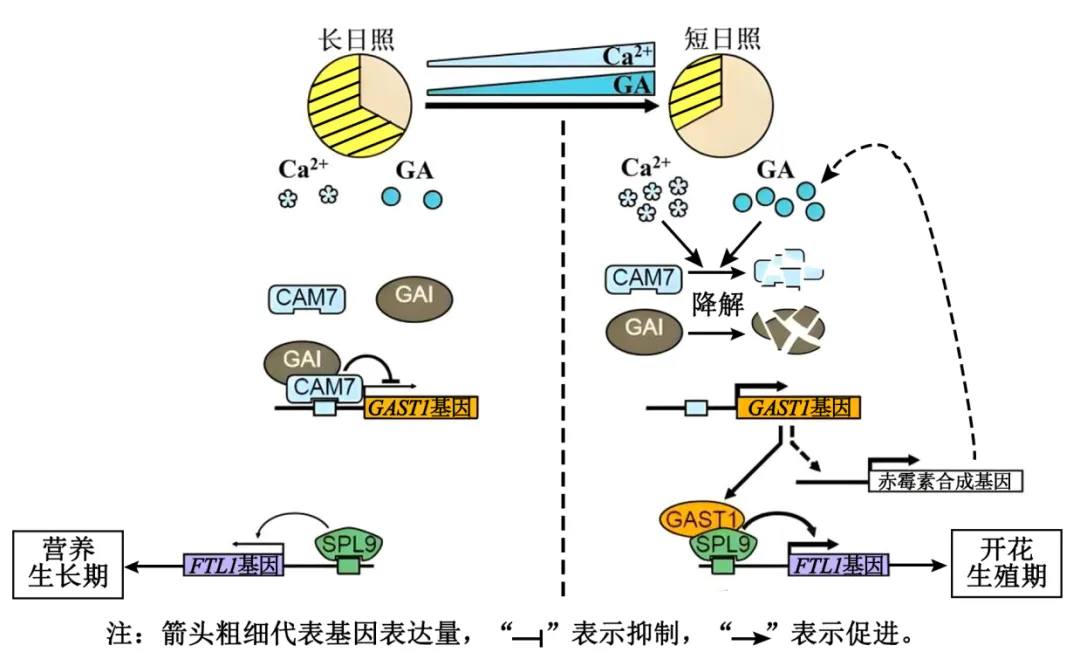 2026届广东省东莞市高三一模拟考试生物学试题(3月)(详解电子版) 第8张