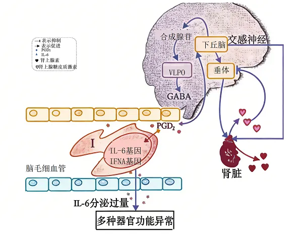 2026届广东省东莞市高三一模拟考试生物学试题(3月)(详解电子版) 第9张