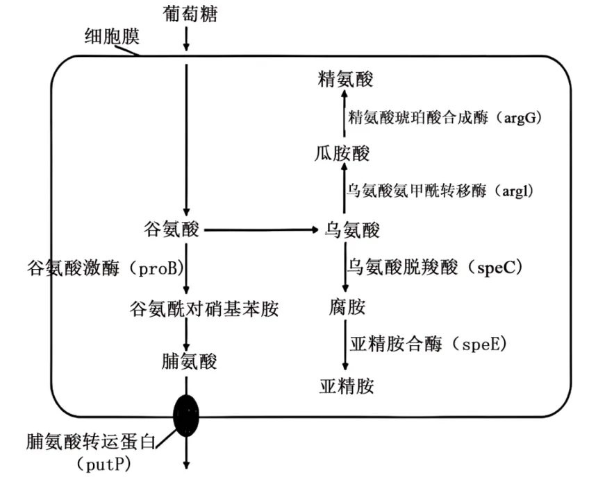 2026届广东省东莞市高三一模拟考试生物学试题(3月)(详解电子版) 第12张