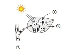 【中考生物】生物考前冲刺注意事项【附:石家庄市外国语教育集团2025-2026学年下学期八年级模拟生物试卷】 第5张