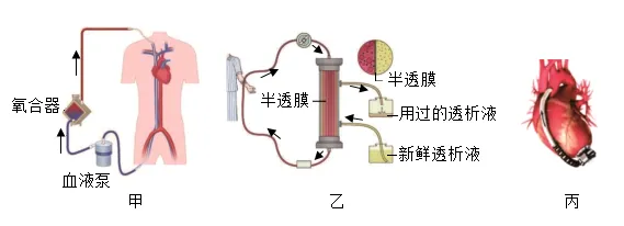 【中考生物】生物考前冲刺注意事项【附:石家庄市外国语教育集团2025-2026学年下学期八年级模拟生物试卷】 第7张
