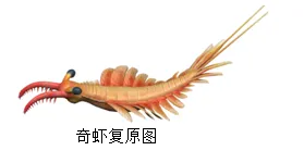 【中考生物】生物考前冲刺注意事项【附:石家庄市外国语教育集团2025-2026学年下学期八年级模拟生物试卷】 第10张