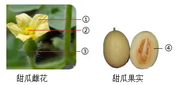 【中考生物】生物考前冲刺注意事项【附:石家庄市外国语教育集团2025-2026学年下学期八年级模拟生物试卷】 第12张