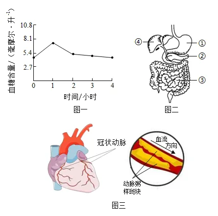 【中考生物】生物考前冲刺注意事项【附:石家庄市外国语教育集团2025-2026学年下学期八年级模拟生物试卷】 第14张