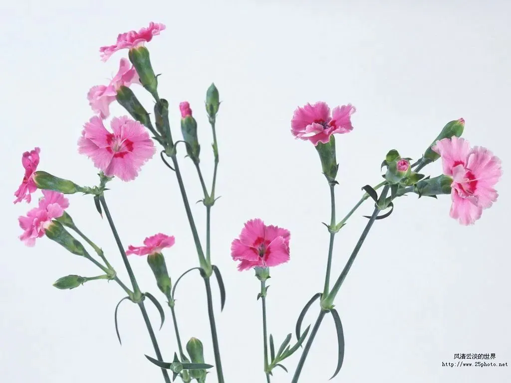 《红星照耀中国》检测试卷及答案 第3张