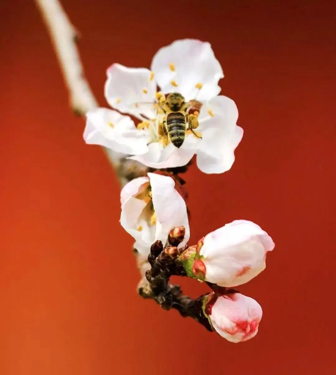 2026年芜湖市九年级中考一模数学试卷及参考答案 第8张