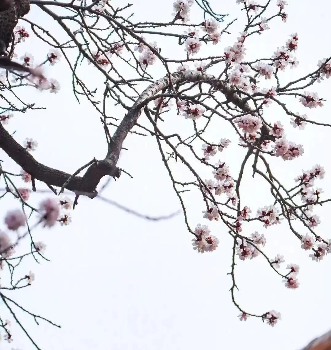 2026年芜湖市九年级中考一模数学试卷及参考答案 第13张