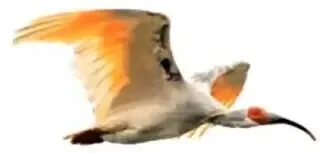 2026年最新教材八年级生物期中模拟卷(考试版),有完整电子版,可打印,建议家长收藏 第11张