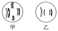 2026年最新教材八年级生物期中模拟卷(考试版),有完整电子版,可打印,建议家长收藏 第16张