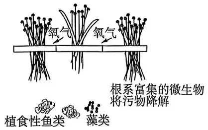 2026年最新教材八年级生物期中模拟卷(考试版),有完整电子版,可打印,建议家长收藏 第17张