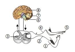 2026年初中生物中考八上你复习好了吗?给你送上一份精准复习资料. 第2张