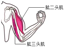 2026年初中生物中考八上你复习好了吗?给你送上一份精准复习资料. 第10张