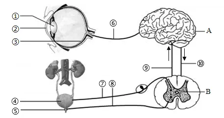 2026年初中生物中考八上你复习好了吗?给你送上一份精准复习资料. 第11张